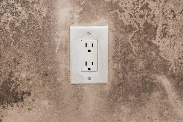Best Mold Damage Restoration  in Wink, TX