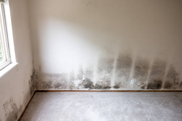 Best Forensic Mold Investigation  in Wink, TX
